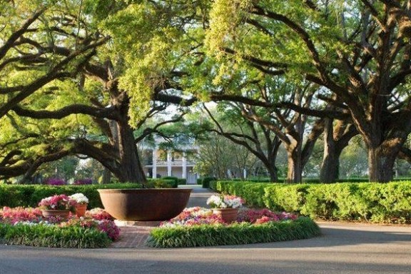 A view of trees in front of a plantation