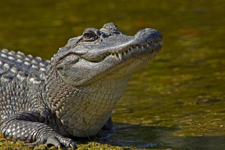 Airboat Swamp Tour